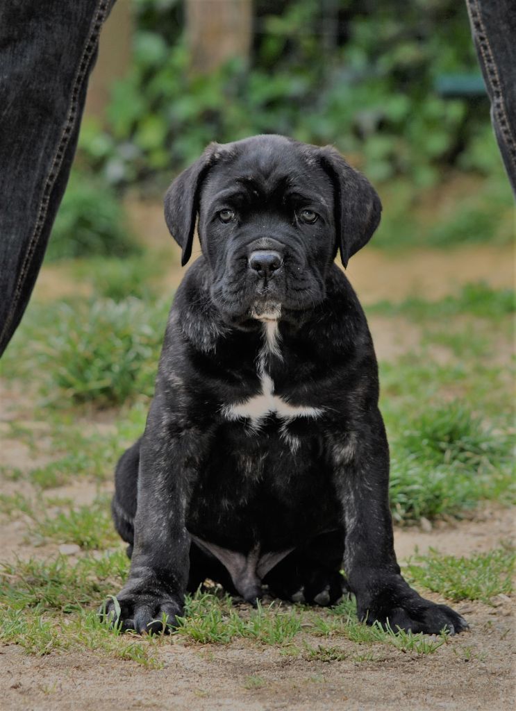 Scarlie - Cane Corso - Portée née le 15/03/2017