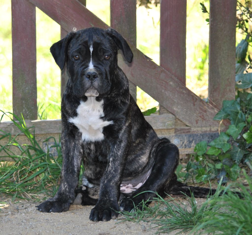 Scarlie - Cane Corso - Portée née le 14/03/2017